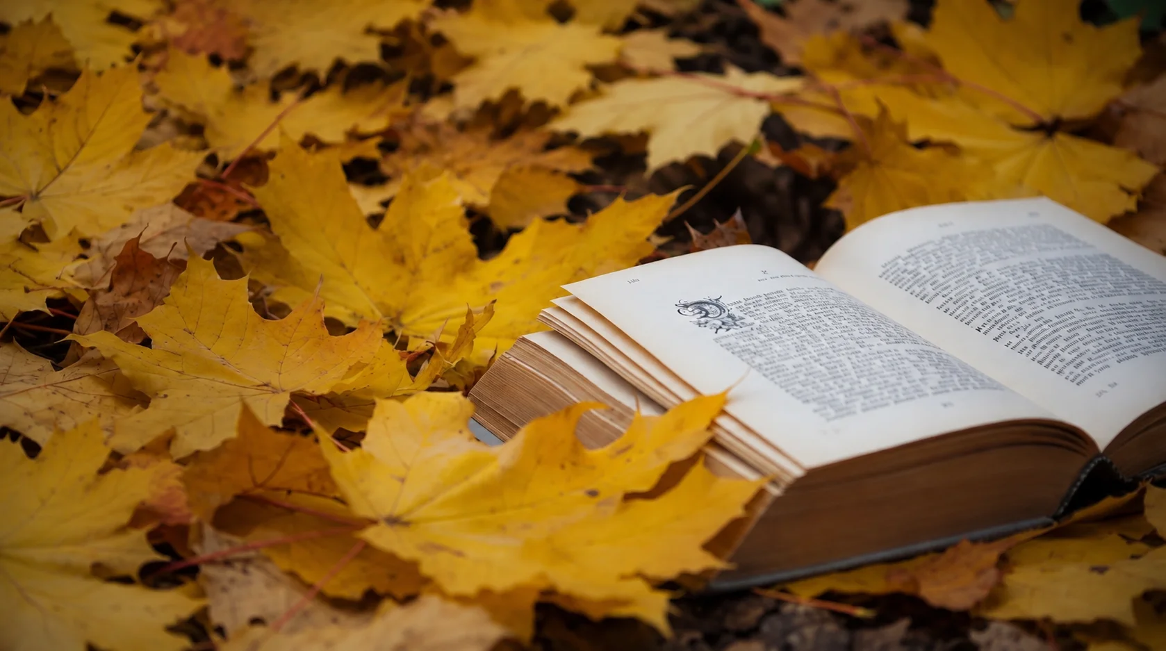 Image featuring an open book surrounded by golden autumn leaves, representing a welcoming world of stories and reading.